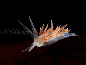 Flabellina lineata on kelp in Averøy, Norway by Jan Morton 